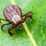 Complete Guide to Lyme Disease