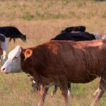 Complete Guide to Foot and Mouth Disease (FMD)